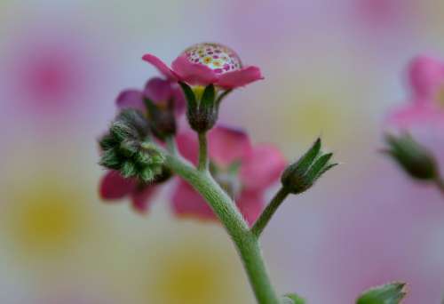 Forget-Me-Not Flower Pink Drops Water Macro