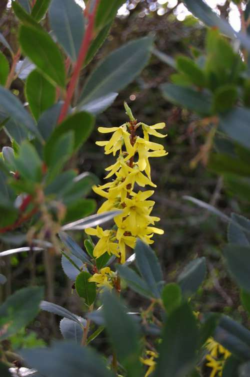 Forsythia Tree Plant Yellow Spring Nature Flowers