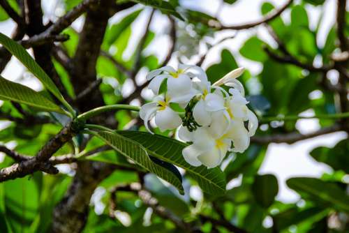 Frangipani Flower White Blossom Bloom Petals