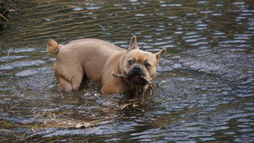 French Bulldog Dog Animal In The Water Batons Cute