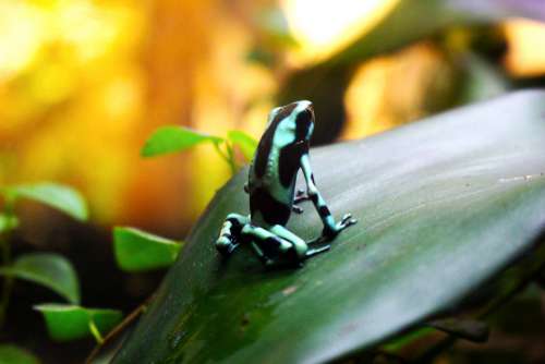 Frog Tropical Exotic Amphibian Pond Green Nature