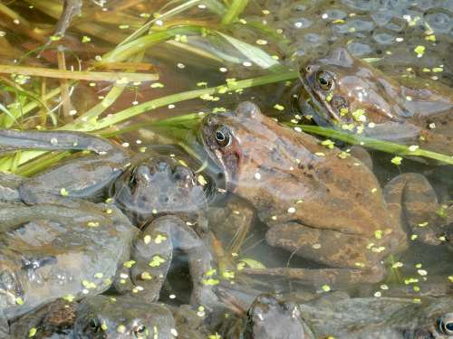 Frogs Spawn Frog Spring Pond Duckweed Seaweed