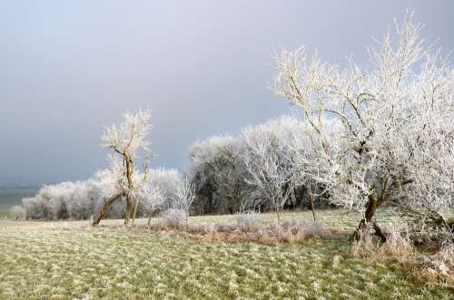 Frost Field Mirabelier Fog Sun Nature Winter