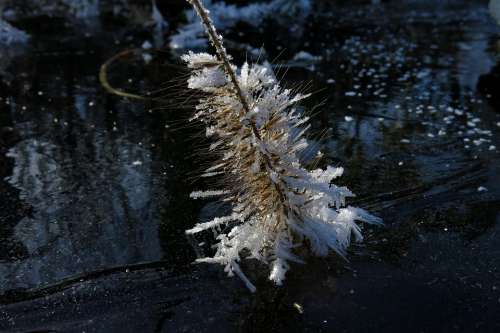 Frozen Lamp Cleaning Er Grass Eiskristalle Winter