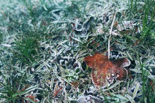 Frozen Grass Frozen Grass Frost Leaf Winter