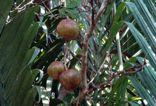 Fruit Dhundhul Dhundal Tree