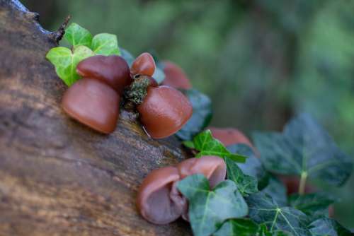 Fungi Auricularia Auricula-Judae Jew'S Ear Wood Ear