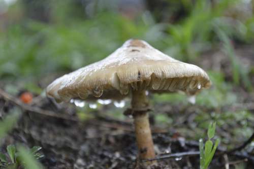 Fungi Vegetation Nature