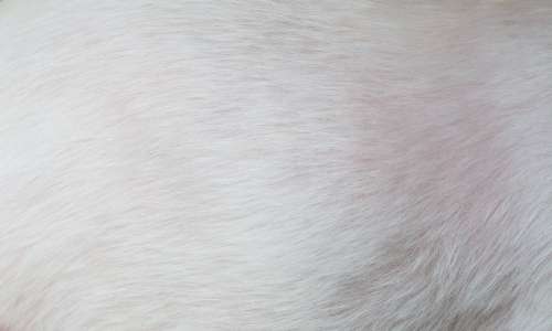 Fur White Pet Dog Fur Hair Coat Close Up