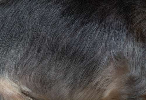 Fur Dog Fur Hair Coat Pet Grey Close Up