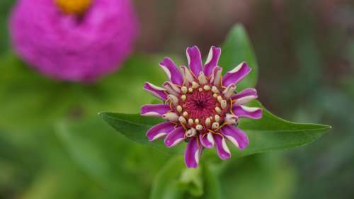 Garden Flowers Macro Zinnias