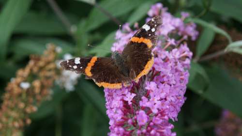 Garden Flowers Buddleja Butterfly