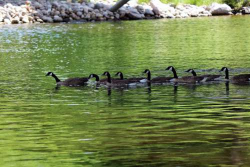 Geese Nature Water Swimming Animals Goose Group