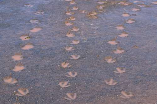 Geese Footprints Mud Steps Brown Foot Outdoor