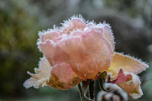 Gel Flowers Flower Winter Frozen Cold Nature