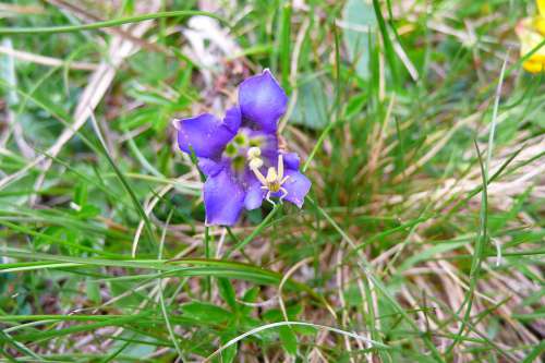 Gentian Spider Meadow Nature Macro Insect