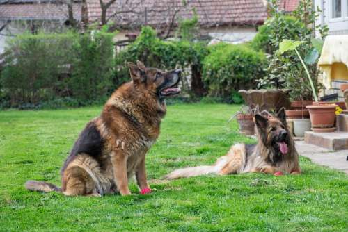 German Shepherd Dogs Canine Pet Animal Guardian