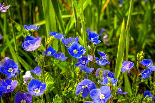 Germander Speedwell Wild Plant Grassland Plants