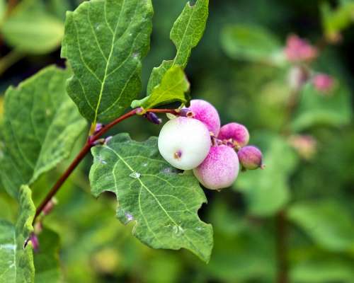 Ghostberry Snowberry Waxberry White Berry