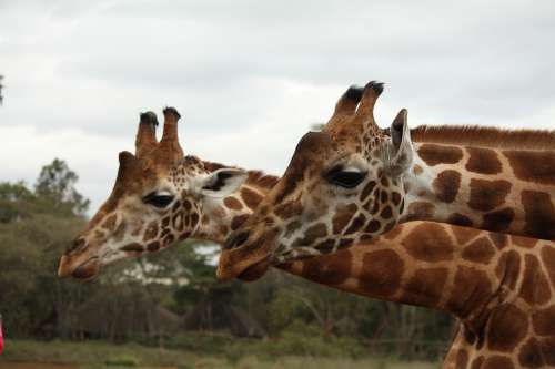 Giraffes Africa Kenya Animals