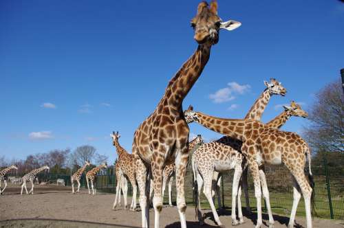 Giraffes Nature Neck Mammal Long Neck Animals Zoo