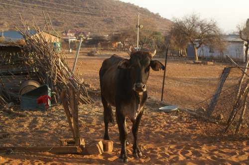 Goat Cow Limpopo Livestock Sheep Cattle Nature