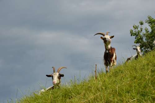 Goat Animal Horns Meadow Grass