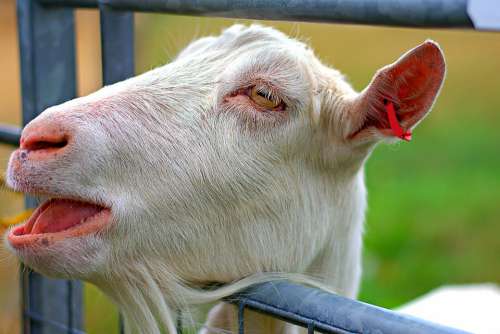 Goat Kid Nanny Goat Metal Fence Mouth Open Field