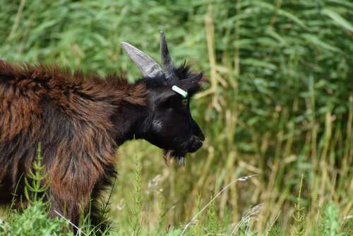 Goat Goats Cattle Animal Animal World Horns Farm