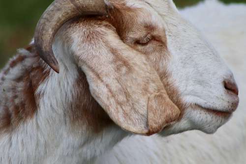 Goat Livestock Pet Domestic Goat Horn Goat Face