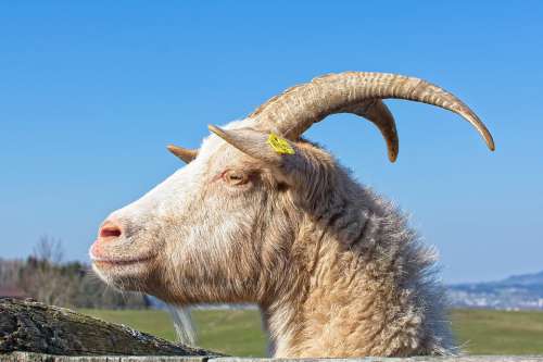 Goat Bock Billy Goat Horns Horned Goat Buck