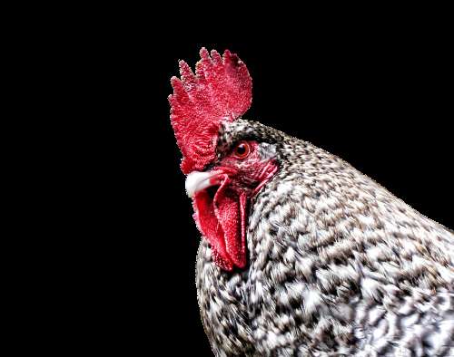 Gockel Hahn Hen Dangerous Farm Poultry Bird
