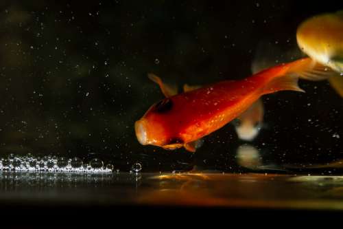 Gold Fan Tail Fish Fishing Underwater Water Sea