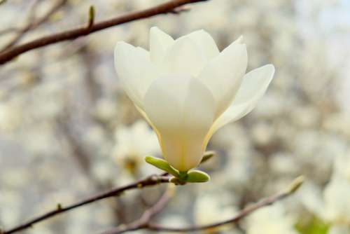Gold Magnolia Spring Flower Fragrance Full Bloom