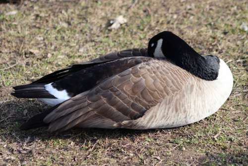 Goose Water Bird Wild Goose Canada Goose Sleep