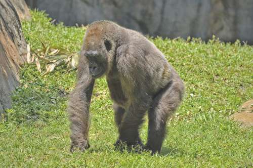 Gorilla Mammal Animal Fur Monkey Primate