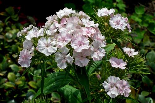 Gożdziki Stone Flourishing Summer Flowers Beauty