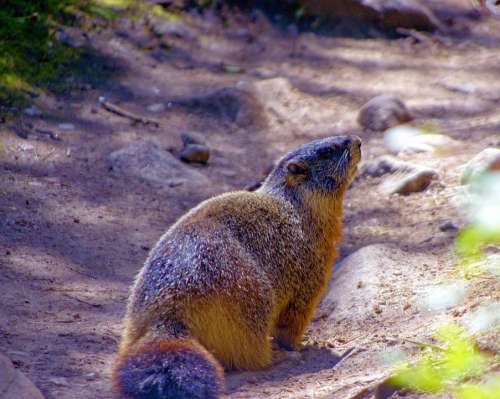 Grand Teton Yellow-Bellied Marmot Rock Chuck Animal