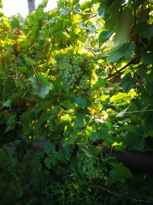 Grape Plant Nature Green Leaves Fruit Wine