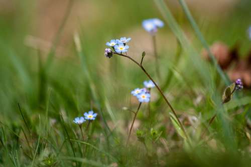 Grass Nature Spring Landscape Meadow Green