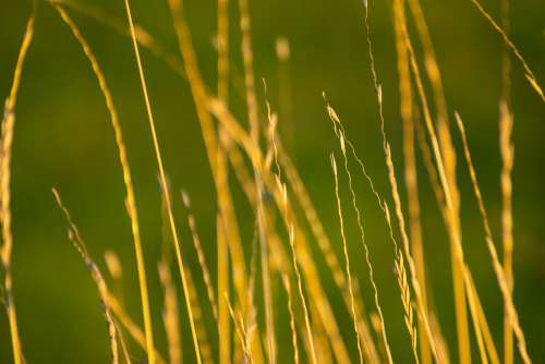 Grass Dry Barley Rustic