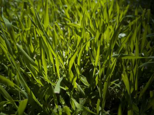 Grass Green Field Area Nature Chan Plant