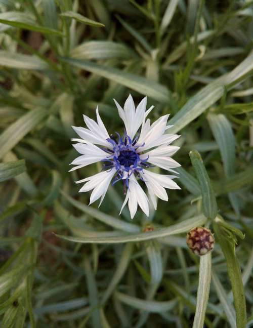 Grass Flower Blue Outdoor Garden