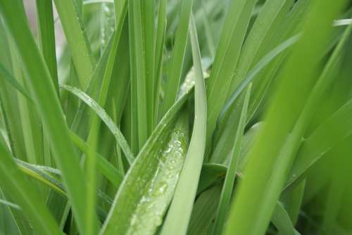 Grass Green Wet Nature Environment Summer