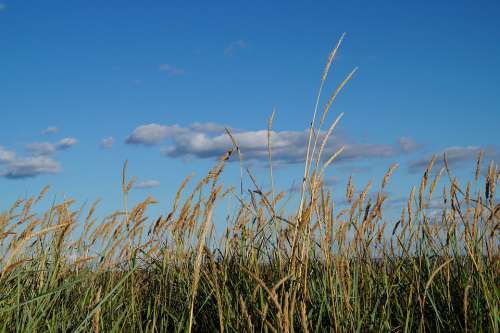 Grasses Beach Nature Baltic Sea Sky