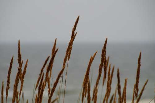 Grasses Wind Nature Baltic Sea Water Sea