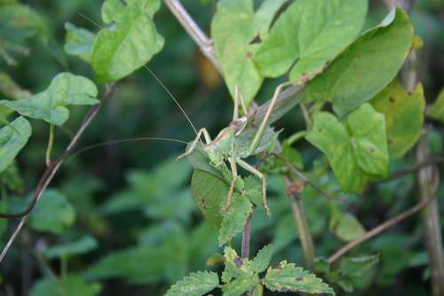 Grasshopper Nature Forest