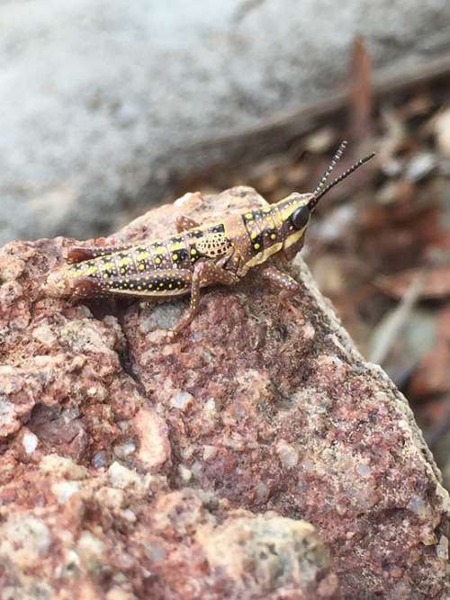 Grasshopper Rock Camouflage Nature Insect Locust