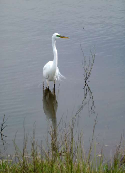 Great Egret Bird White Feathers Plumage Marsh