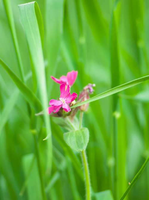 Green Pink Grass Flower Blossom Bloom Nature